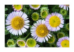 Flowers near the Beach Huts Portland Bill