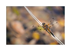 Four Spotted Chaser Dragonfly at Powerstock Common