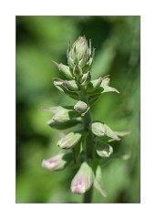 Foxglove Toller Porcorum