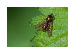 Gymnocheta Viridis Fly