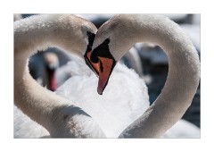 Heart of Swans