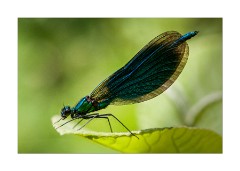 Male Banded Demoiselle