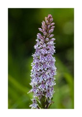 Powerstock Common Common Spotted-orchid