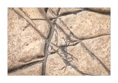 Rocks at Kimmeridge Bay