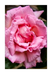 Rose at Beech Cottage