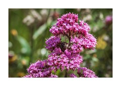 Snail in the Flowers Portland Bill Quarry