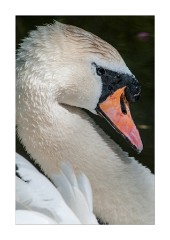 Swan in Close up