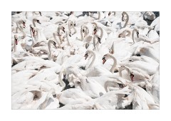 The Mad Feeding Time