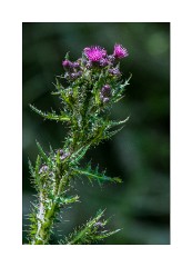 Thistle Studland Beach Nature Reserve