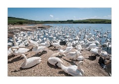 View at Abbotsbury Swannery
