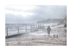 Walking the Dogs West Bay