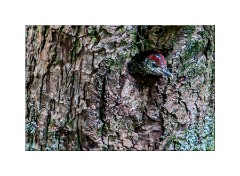 Young Green Woodpecker Studland Beach
