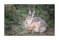 Hare at Havergate Island