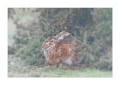 Havergate Island in the Rain