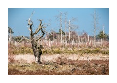 Thursley National Nature Reserve Dead Trees
