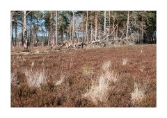 Thursley National Nature Reserve Fallen Tree