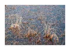 Thursley National Nature Reserve Grasses in Water