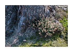 Thursley National Nature Reserve Last of the Heather