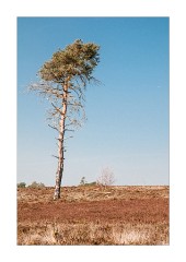 Thursley National Nature Reserve Lone Tree