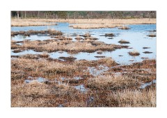 Thursley National Nature Reserve Marsh Area
