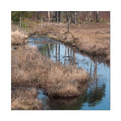 Thursley National Nature Reserve Reflections in the stream