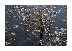 Thursley National Nature Reserve Sunlight on the Water