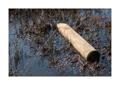 Thursley National Nature Reserve Tethered Log in the Marsh