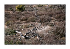Thursley National Nature Reserve after a Fire on the Dry Heath