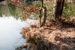 Thursley National Nature Reserve at the Lakeside