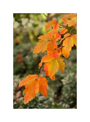 Anglesey Abbey 04  Autumn Colours