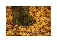 Anglesey Abbey 06  Autumn Leaves