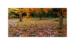 Anglesey Abbey 08  Cyclamen under the Autumn Trees