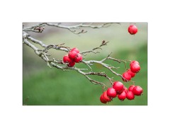 Anglesey Abbey 18  The Gardens