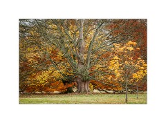Anglesey Abbey 20  The Autumn Trees