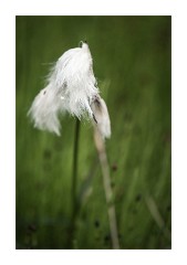 Iceland Day 5  Cotton Grass