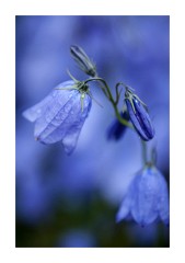 Iceland Day 5  Harebell