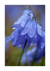 Iceland Day 5  Harebell