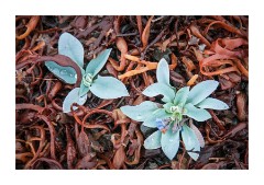 Iceland Day 5  Oyster Plant in Seaweed