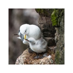 Iceland Day 5  Látrabjarg Cliffs