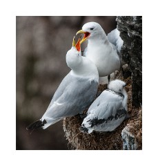 Iceland Day 5  Látrabjarg Cliffs Kittiwakes