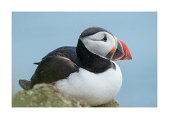Iceland Day 5  Látrabjarg Cliffs