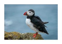 Iceland Day 5  Látrabjarg Cliffs