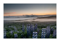 Iceland Day 2  Sunrise on Alaskan Lupins