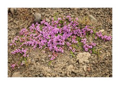 Iceland Day 3  Flowers on the roadside near Gauksmyri
