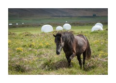 Iceland Day 4  Skardstrond, Westfjords
