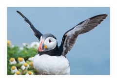 Iceland Day 5  Látrabjarg Cliffs