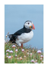 Iceland Day 5  Látrabjarg Cliffs