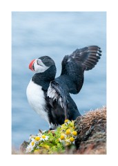 Iceland Day 5  Látrabjarg Cliffs Puffin