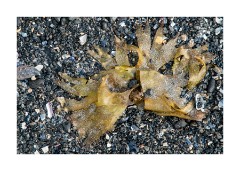 Iceland Day 6  Beach at Barđaströnd