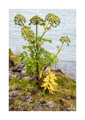 Iceland Day 1  Godafoss on Skalfandafljot River - Angelica